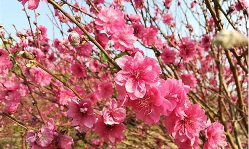 石马桃花公园桃花什么时间开的_石马桃花公