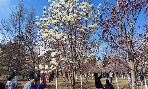 北京雕塑公园玉兰花节门票价格_北京雕塑公园玉兰花节