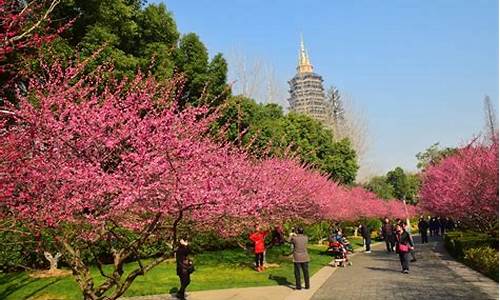 常州红梅公园梅花节历史,2021常州红梅公园梅花节