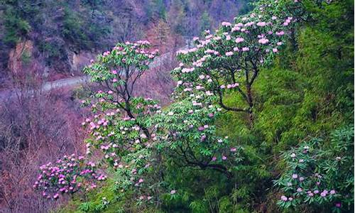 木王森林公园门票价格_木王森林公园杜鹃花什么时候开