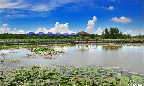 万顷沙城市湿地公园在哪里_万顷沙城市湿地公园