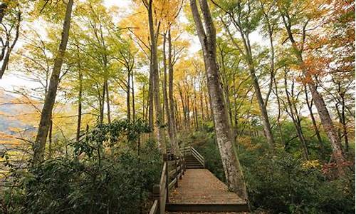 光雾山旅游景区_光雾山旅游攻略自驾游两天