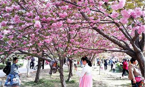 鹤壁旅游景点大全樱花,鹤壁十大旅游景点大全