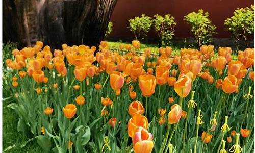 中山公园郁金香节,中山公园的郁金花开了吗